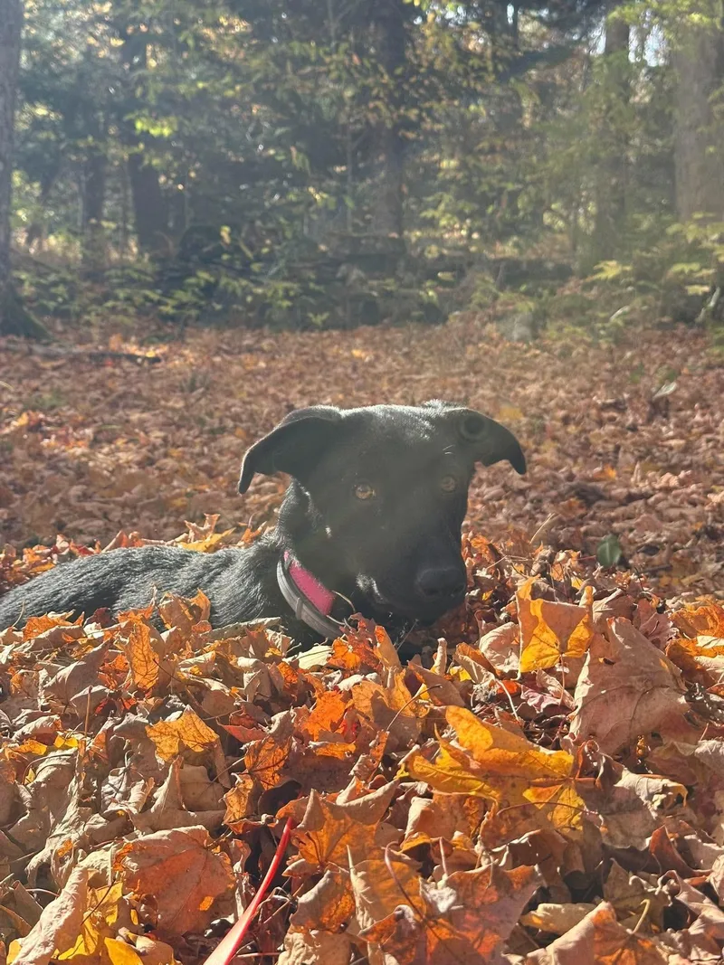 Rosie thumbnail 3