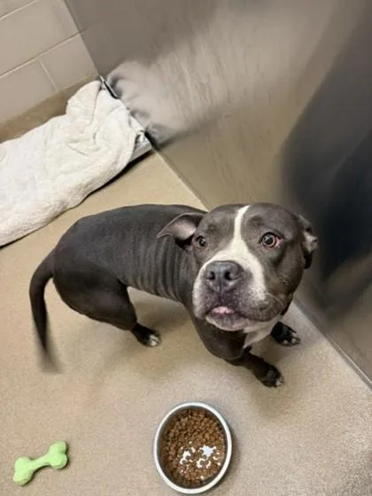 An adult large-sized female Mixed Breed dog named Babee for adoption in Farmers Branch, TX