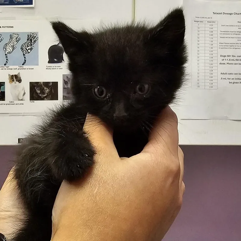 Mochi