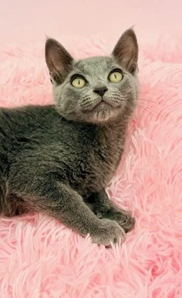 A baby medium-sized male Gray / Blue / Silver Russian Blue cat named Snowcone for adoption in Covington, LA