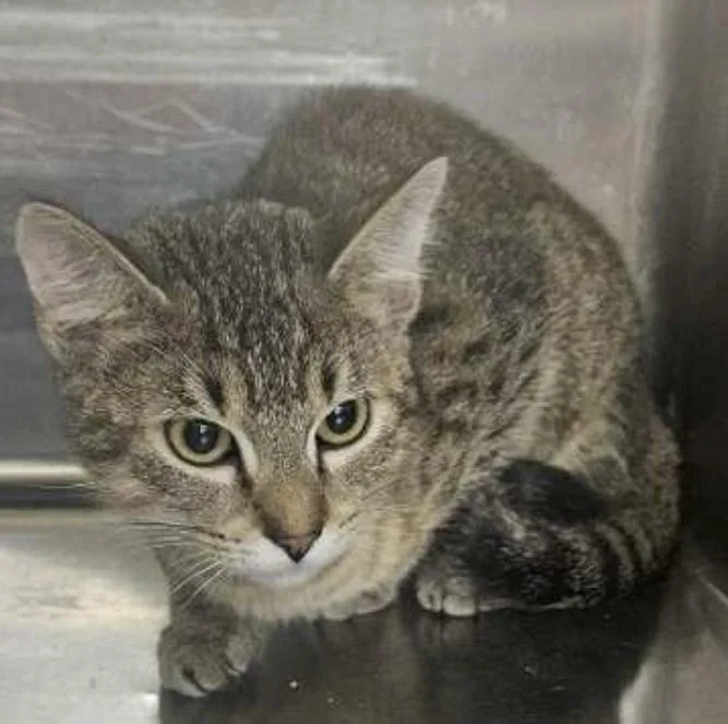 A baby small-sized female Domestic Short Hair cat named Tommi for adoption in Covington, LA