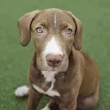 A baby medium-sized female Terrier dog named Po for adoption in Tampa, FL