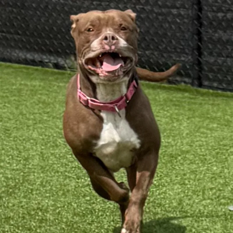 An adult medium-sized female Brown / Chocolate Mixed Breed dog named Gertie for adoption in Pittsburgh, PA