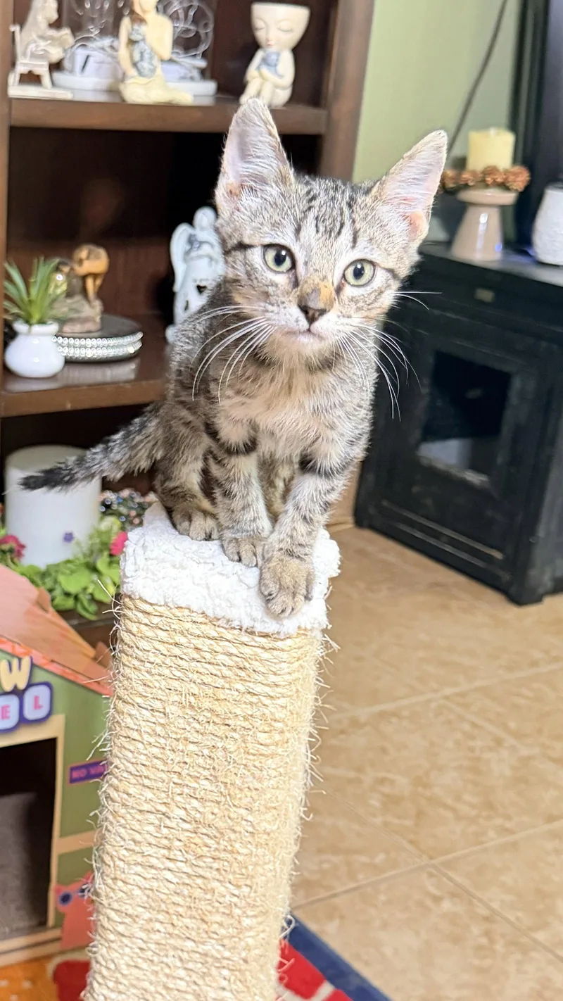 Meeko thumbnail 2