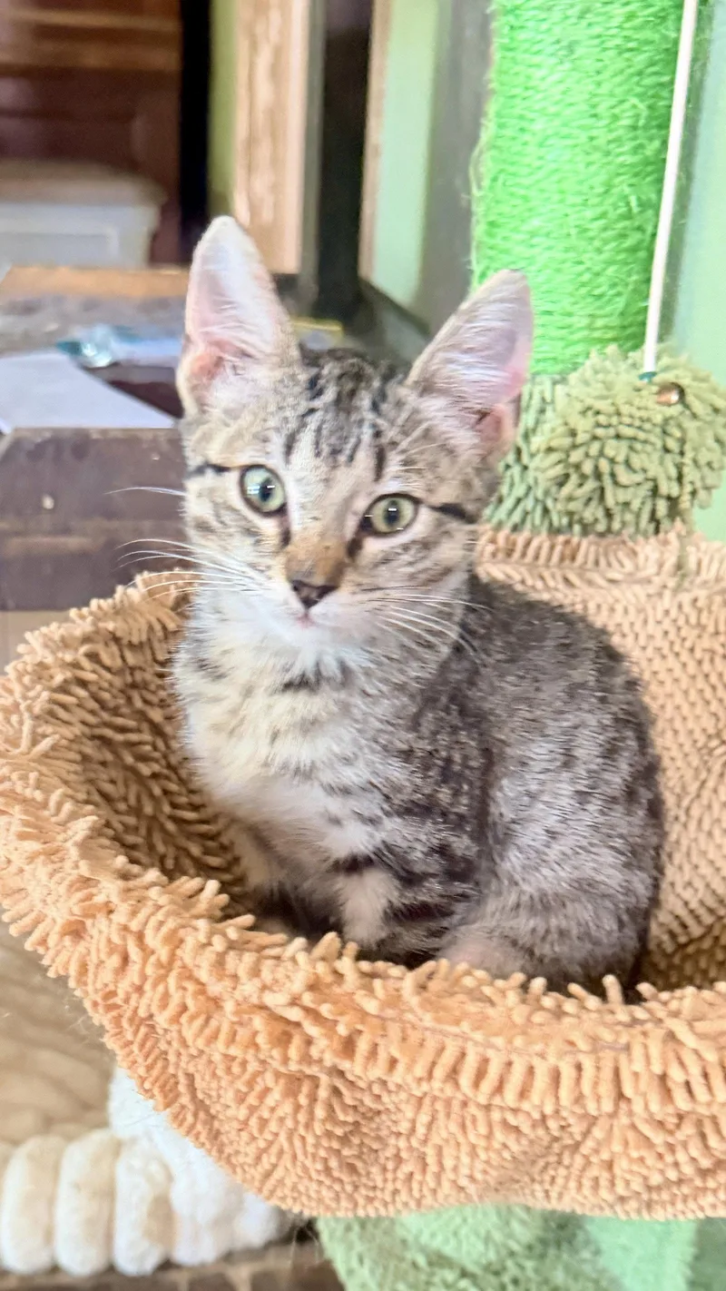 Meeko thumbnail 3