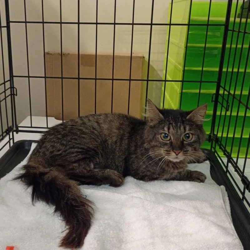 A young medium-sized female Brown / Chocolate Domestic Medium Hair cat named Willow for adoption in Lynchburg, VA