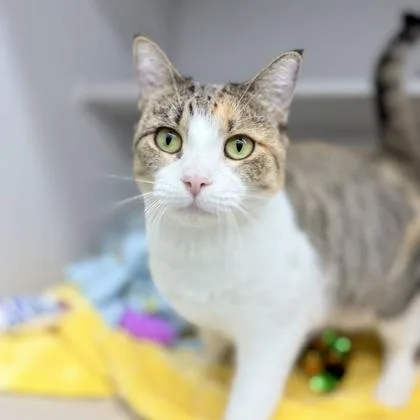 An adult small-sized female Orange / Red Domestic Short Hair cat named Noodle for adoption in Atlanta, GA