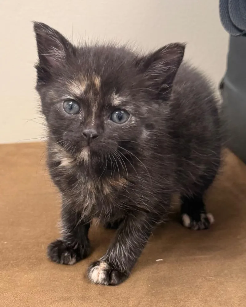 A baby small-sized female Domestic Short Hair cat named Montana for adoption in Defiance, OH