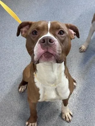 An adult medium-sized male Mixed Breed dog named Lannister for adoption in West Chester, PA