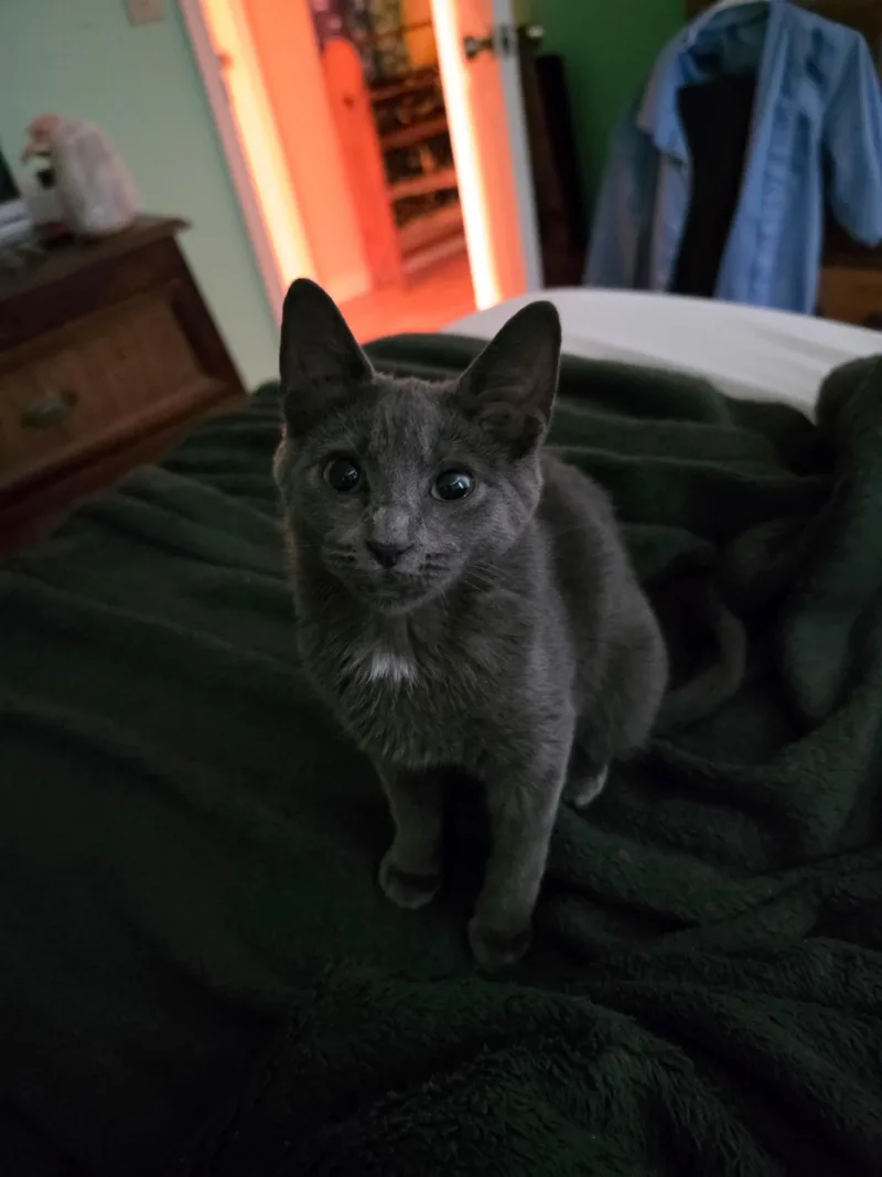 A young medium-sized female Gray / Blue / Silver Domestic Short Hair cat named Stormy for adoption in Greensboro, NC