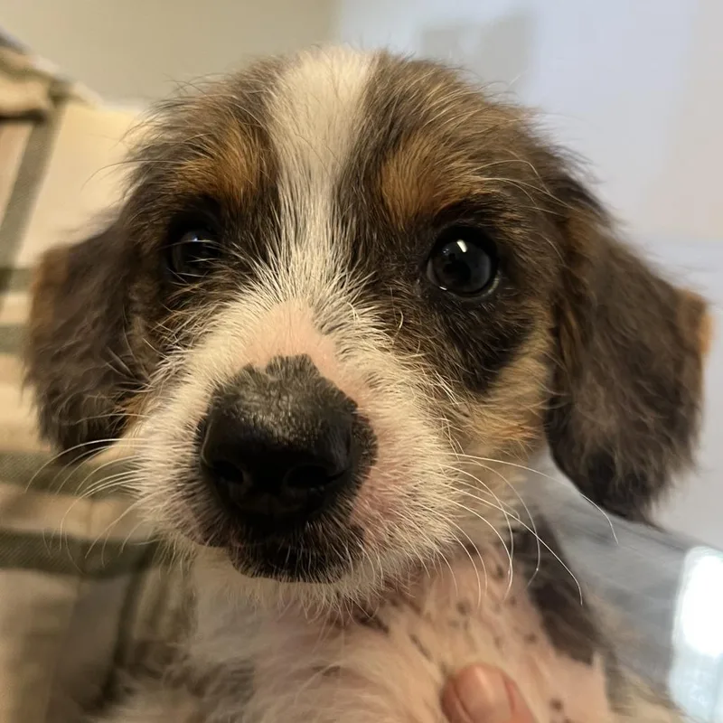 A baby small-sized male Gray / Blue / Silver Yorkshire Terrier dog named Orchard Pup: Rome for adoption in Falls Church, VA