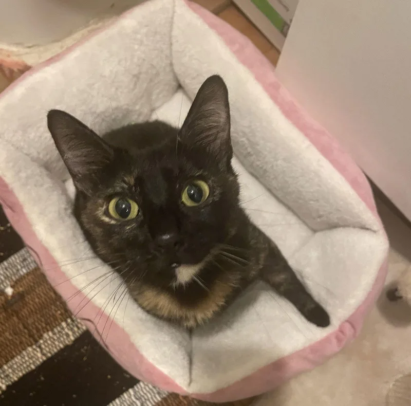 A young medium-sized female Tortoiseshell cat named Luna fullofsurprises for adoption in Houston, TX