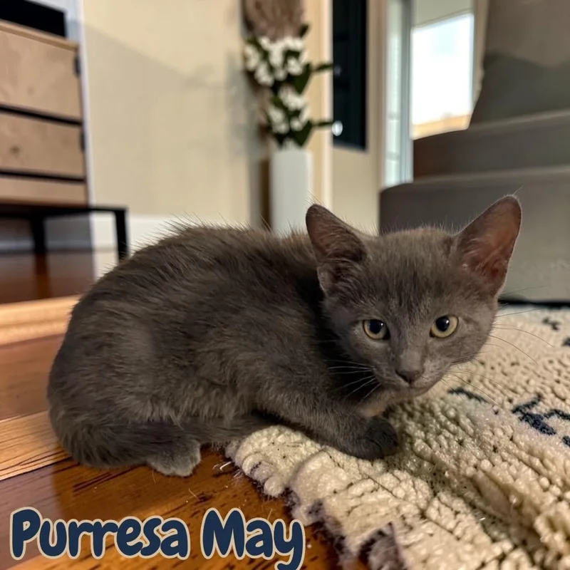 A baby medium-sized female Domestic Short Hair cat named Purresa May for adoption in Sorrento, LA