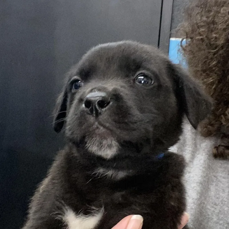 A baby large-sized male Black Mixed Breed dog named Atlas for adoption in Ardmore, OK
