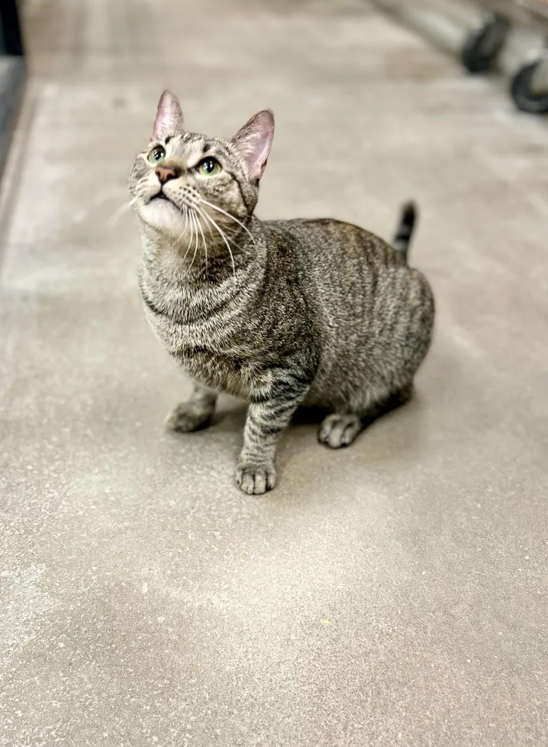 An adult medium-sized female Domestic Short Hair cat named Meowy Poppins for adoption in Mobile, AL