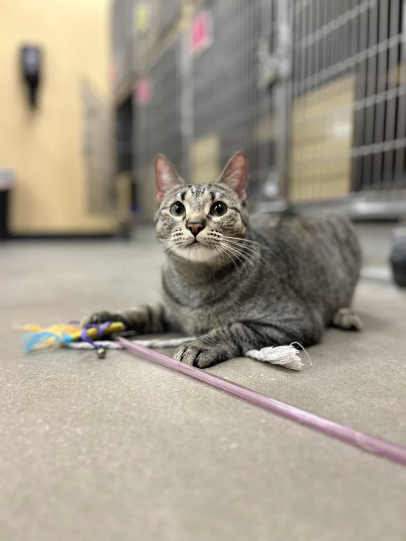 Meowy Poppins thumbnail 2