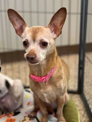 A senior small-sized female Golden Chihuahua dog named Daisy for adoption in Hackensack, MN