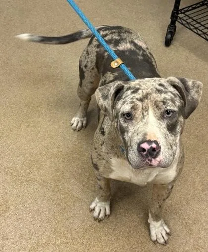 An adult large-sized female Mixed Breed dog named Jarvinia for adoption in Chamblee, GA