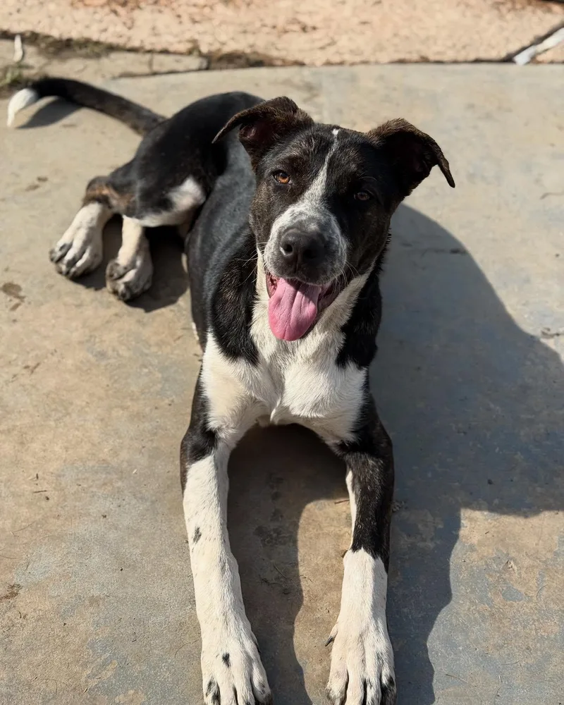 A young large-sized female Bicolor Australian Cattle Dog / Blue Heeler dog named Noel for adoption in Visalia, CA