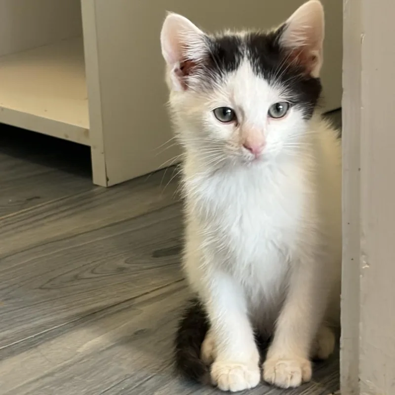 A baby medium-sized male Black & White / Tuxedo Domestic Short Hair cat named Acdc for adoption in Monroe, NC