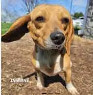 A young small-sized female Tricolor (Brown, Black, & White) Beagle dog named Jasmine for adoption in Atco, NJ