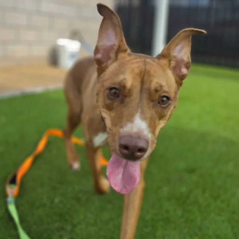 An adult large-sized female Brown / Chocolate Shepherd dog named Dottie for adoption in Bullhead City, AZ