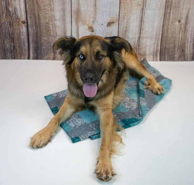An adult large-sized male German Shepherd Dog dog named Sigmund for adoption in Kennesaw, GA