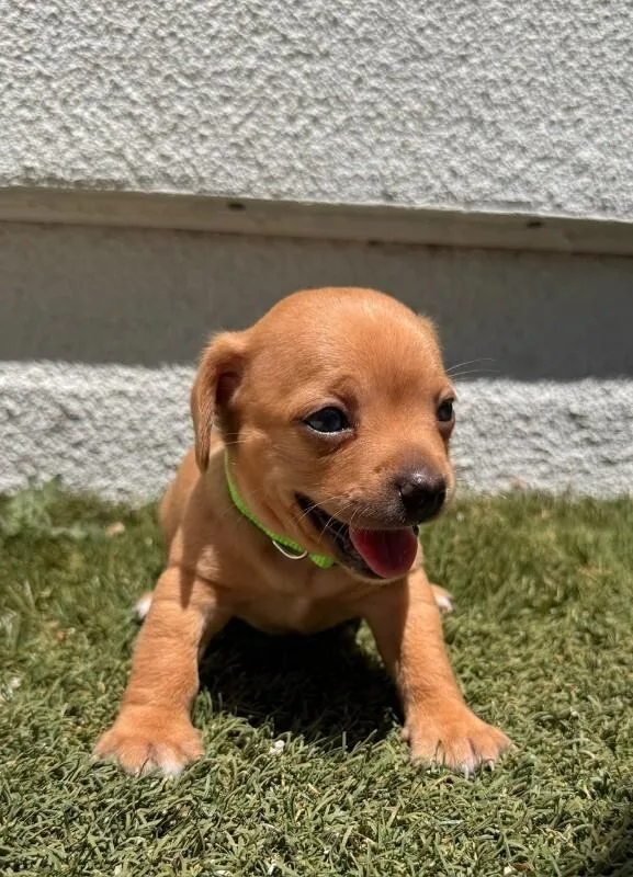 A young small-sized male Chihuahua dog named Butterscotch for adoption in Manhattan Beach, CA