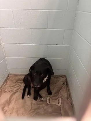 An adult medium-sized male Labrador Retriever dog named Cody for adoption in Fishers, IN