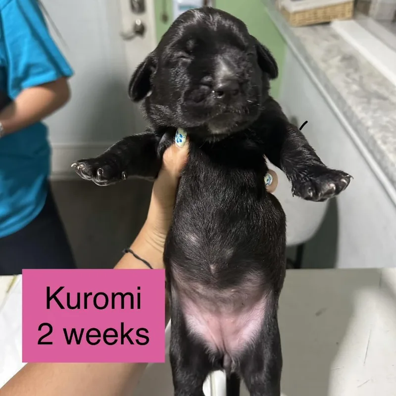Kuromi thumbnail 2