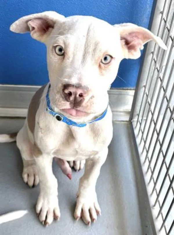 A baby small-sized male Pit Bull Terrier dog named Hans for adoption in Vancouver, WA