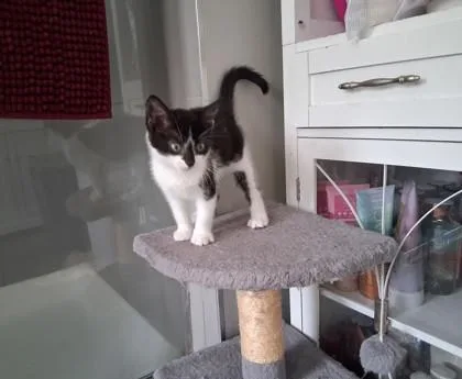 A baby small-sized female Domestic Short Hair cat named Audrey for adoption in Ringoes, NJ