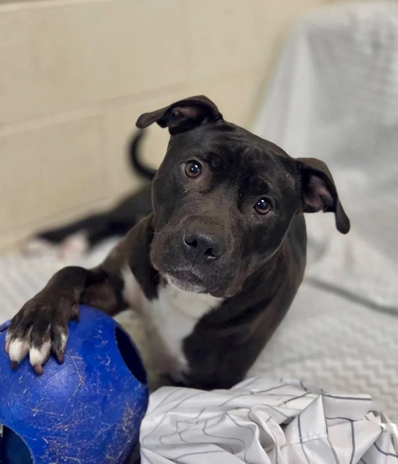 A young large-sized female Pit Bull Terrier dog named Sunny G for adoption in Princeton, MA