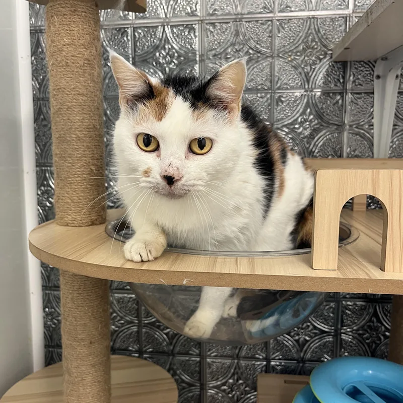 A senior large-sized female Calico cat named Callie for adoption in McKenzie, TN