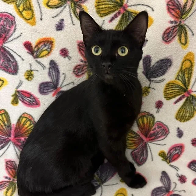 A young medium-sized female Black Domestic Short Hair cat named Norma for adoption in Newberg, OR