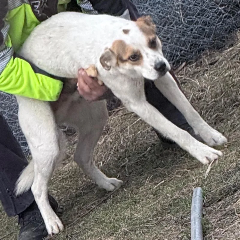 A young medium-sized male White / Cream Mixed Breed dog named Crux for adoption in Detroit Lakes, MN