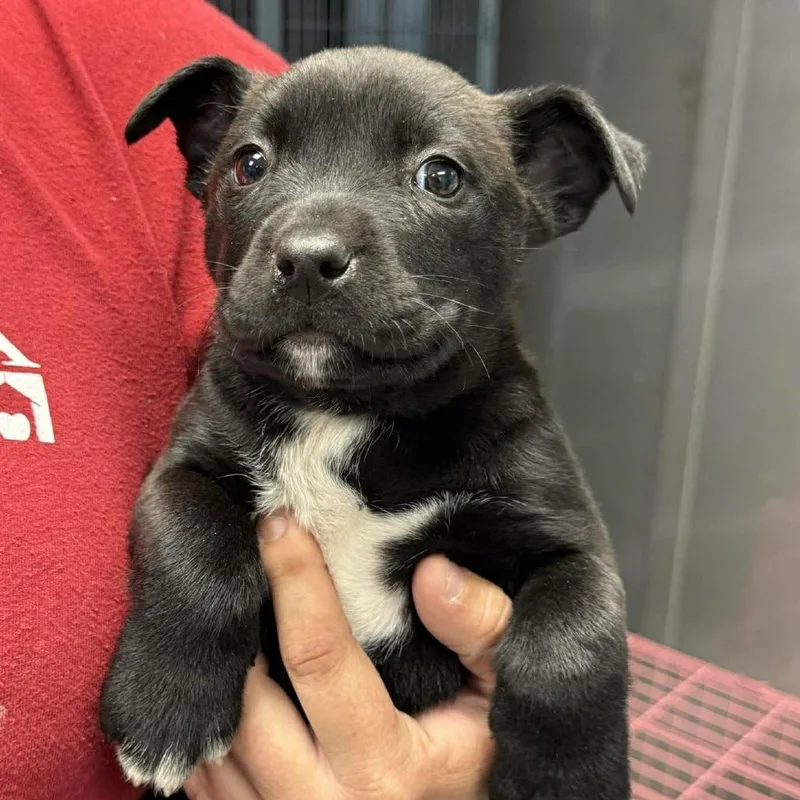 A baby large-sized female Black Mixed Breed dog named Emily Prentiss for adoption in Martinsville, VA