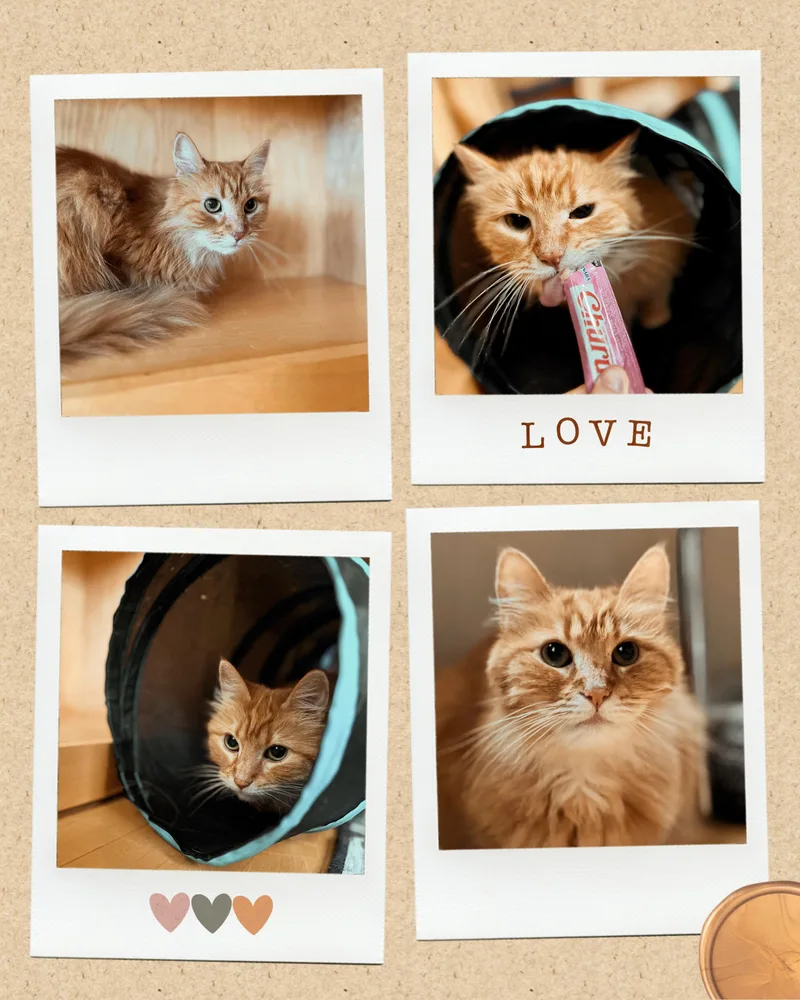 Nicholas & Sophie thumbnail 2