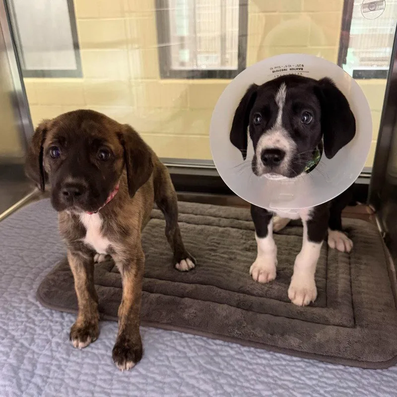 A baby large-sized female Great Dane dog named Athena for adoption in Bloomfield, CT