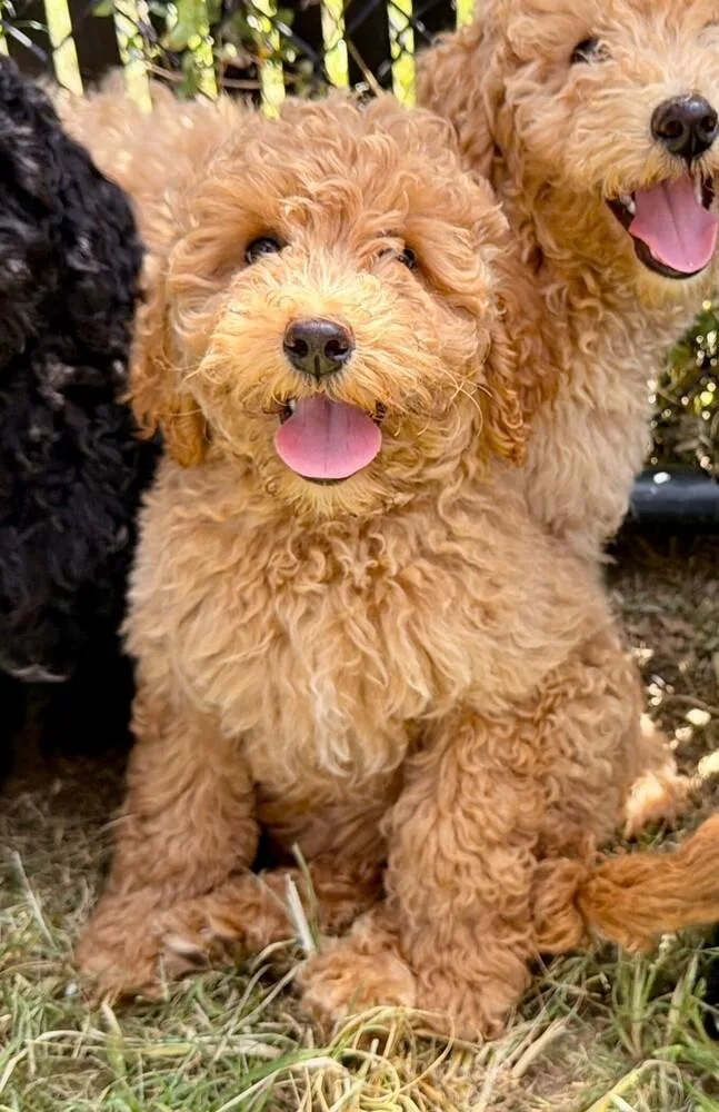 A baby small-sized female White / Cream Goldendoodle dog named Calypso for adoption in Richmond, TX