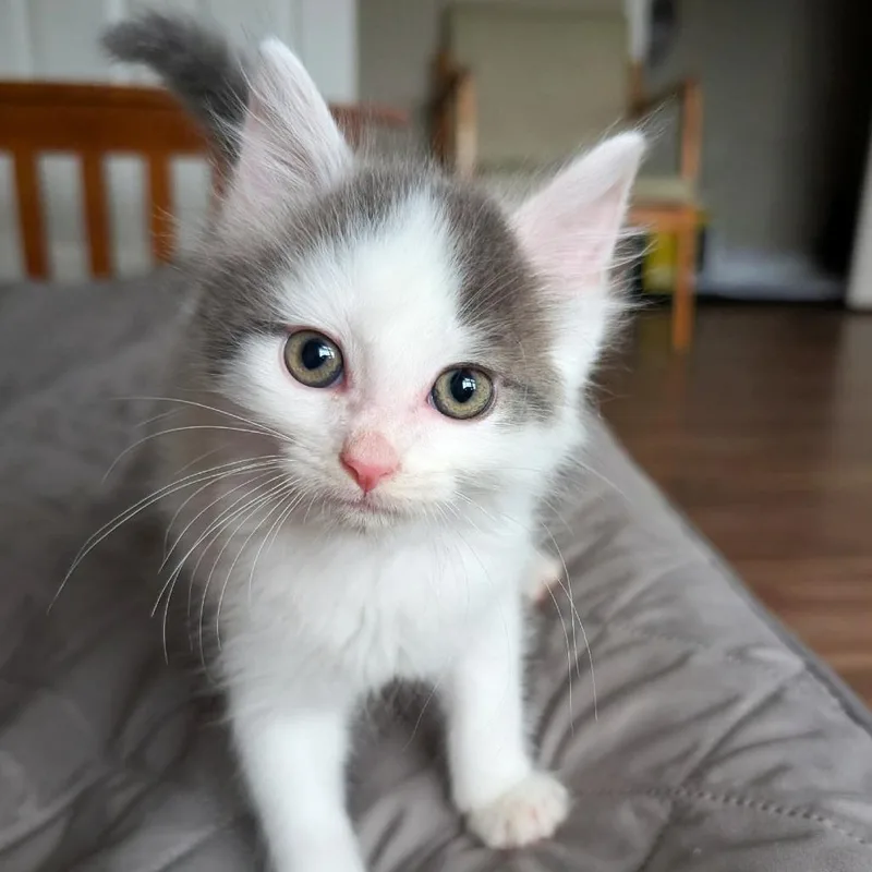 A baby small-sized male Gray / Blue / Silver Domestic Long Hair cat named Huckleberry for adoption in Lexington, KY