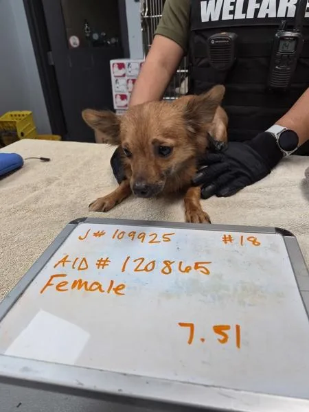 A young small-sized female Dachshund dog named Pen for adoption in Lawrenceville, GA