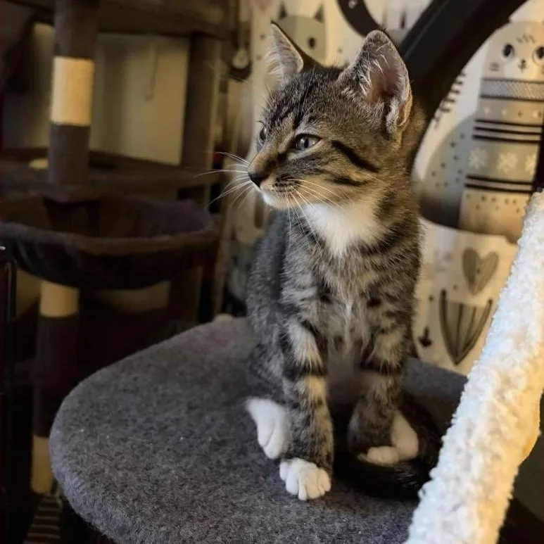 A baby medium-sized male American Shorthair cat named Gabriel for adoption in Melbourne , FL