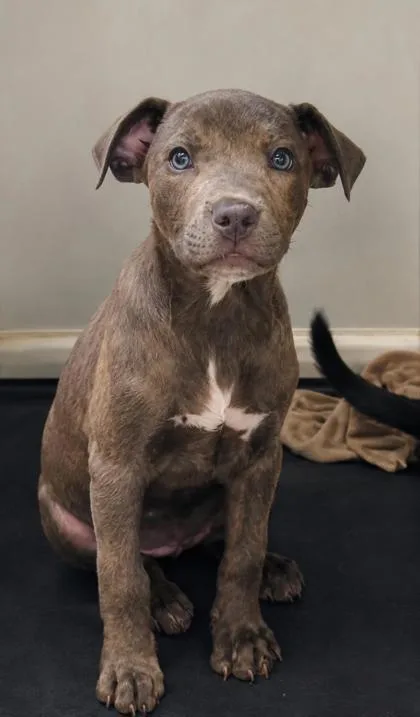 A baby medium-sized female Pit Bull Terrier dog named Elleigh for adoption in West Memphis, AR