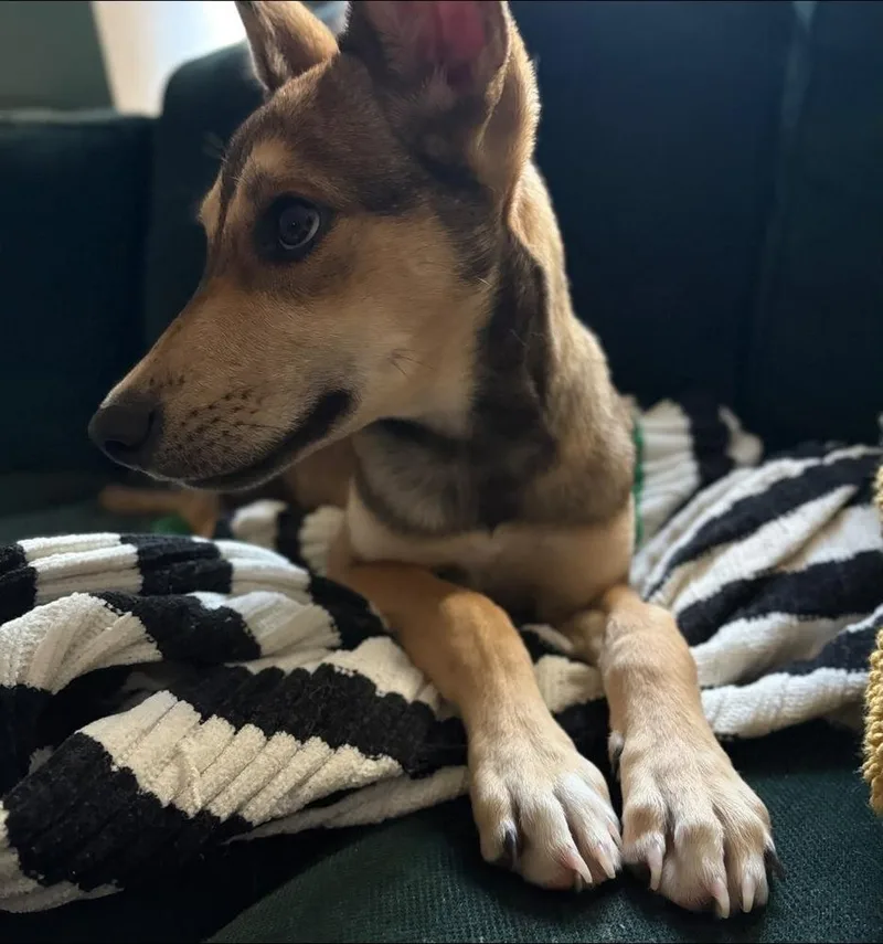 A baby medium-sized female Tricolor (Brown, Black, & White) Shepherd dog named Jasmine for adoption in Colorado Springs, CO