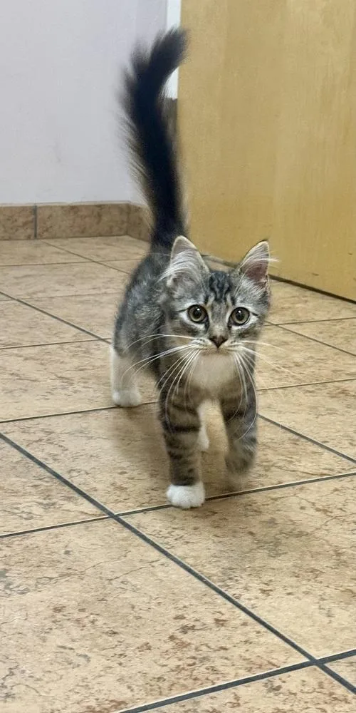 A baby small-sized male Domestic Medium Hair cat named Mystery for adoption in Carrollton, VA