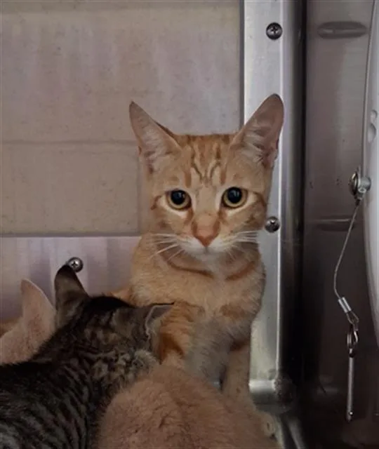A young medium-sized female Domestic Short Hair cat named Tina for adoption in Chula Vista, CA