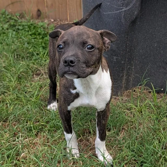 A baby small-sized female American Staffordshire Terrier dog named Peanut for adoption in San Antonio, TX