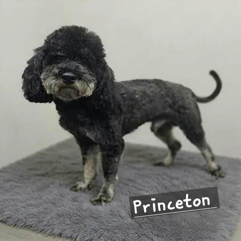 A young small-sized male Miniature Poodle dog named Princeton for adoption in Wheelersburg, OH
