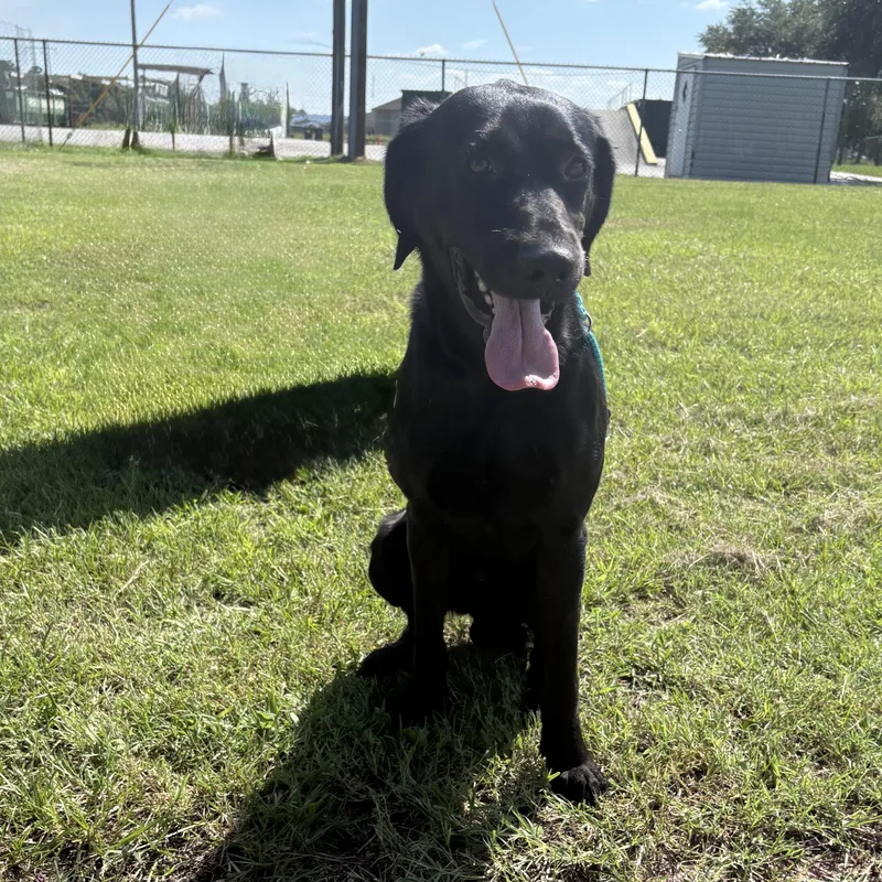 Vader